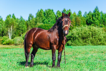 Brown Workhorse standing in a farmfield on a summer day.In a background outdoors nature trees.