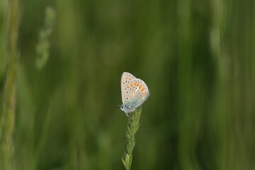 Tiny butterfly nature photography, common blue butterfly
