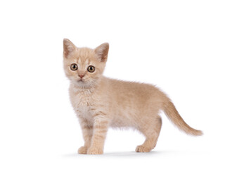 Sweet creme British Shorthair cat kitten, standing side ways. Looking curious towards camera. Isolated on a white background.
