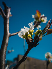 Blossom in spring