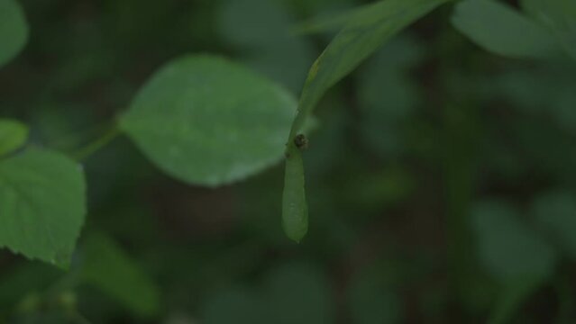 A half built grass yellow butterfly chrysalis is hanging under a Cassia Tora leaf,The creature attempts to complete the transition by going here and there to fit the pupa