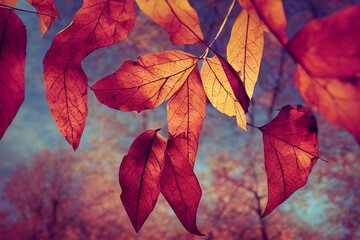 Autumnal Backgrounds Vibrant Autumn Leaves