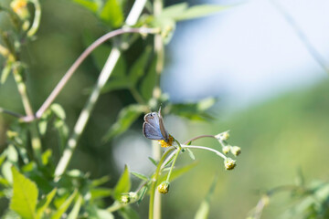 Long-tailed blue came to a flower