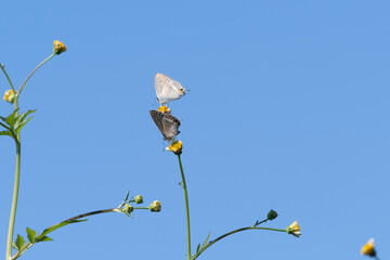 Long-tailed blue came to a flower © 雅文 大石