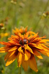 A bright hot yellow flower on a background of green leaves. Flower and Orange Petals. Close-up photo of a yellow daisy