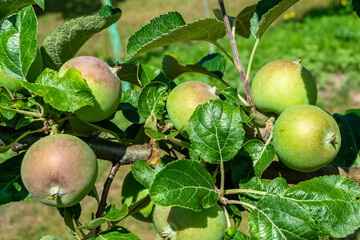 Photography on theme beautiful fruit branch apple tree