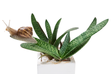 A large grape snail sits on an aloe leaf, on a white background, concept, isolate