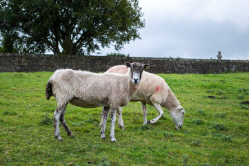 Obraz na płótnie Canvas Sheep Grazing in Meadow