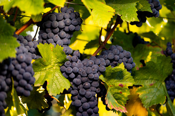 Close-up blue grapes between leaves and branches at the Johannisberg Rheingau. Grapes from...