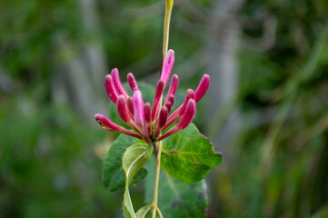 Pink Honeysuckle Flower Buds