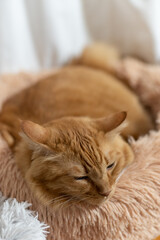 眠る猫　茶トラ猫