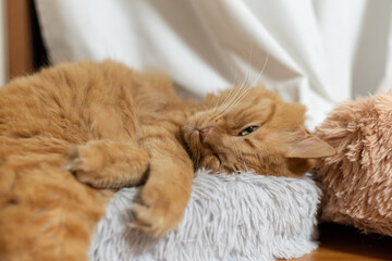 眠る猫　茶トラ猫