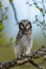 Northern hawk-owl (Surnia ulula)
