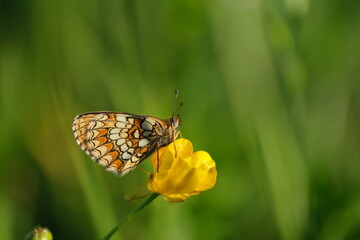 Macro close up of a heath fritillary butterfly resting on a yellow plant