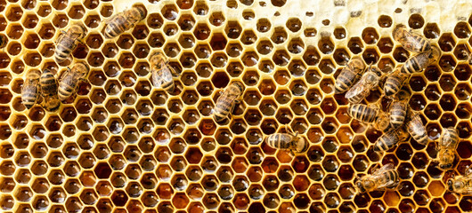 A honey-colored pollen frame in a beehive. Abstract natural background.