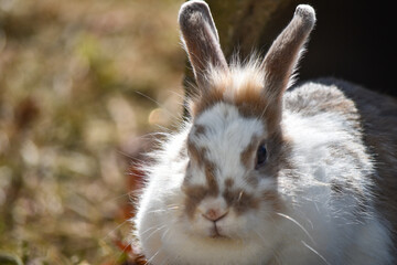 かわいいうさぎちゃん