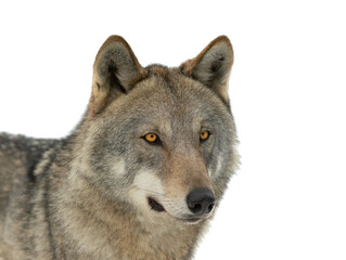 portrait of a she-wolf isolated on white background