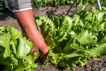 Fresh green lettuce salad from the ground. Farmer picking vegetables, organic produce harvested from the garden, organic farming concept.