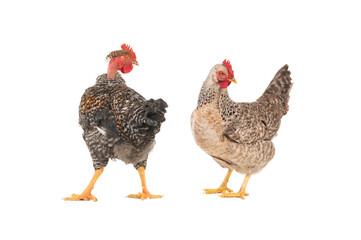 gray rooster gray laying hen isolated on white background