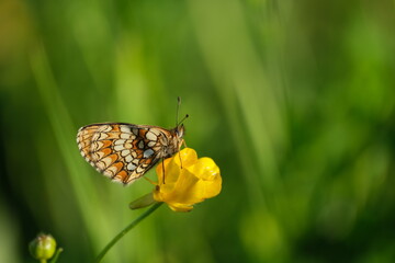 Heath fritillary butterfly in nature on a yellow flower