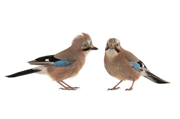 two eurasian jay (garrulus glandarius) isolated on white background