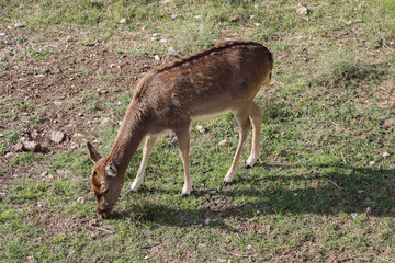 Naklejka na ściany i meble A deer eating in the middle of a meadow