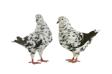  two black and white dove resembling a dalmatian isolated on a white background
