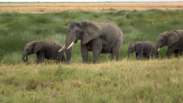 A family of elephants drinking in the Serengeti National Park, Tanzania