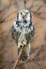 Hawk Owl Surnia ulula in Winter time, North Poland