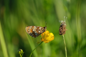 Heath fritillary butterfly on a yellow flower in nature