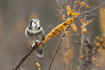 Hawk Owl Surnia ulula in Winter time, North Poland