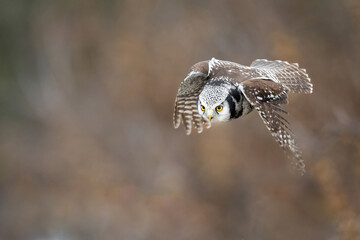 Hawk Owl Surnia ulula in Winter time, North Poland