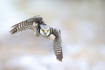 Hawk Owl Surnia ulula in Winter time, North Poland