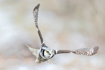 Hawk Owl Surnia ulula in Winter time, North Poland