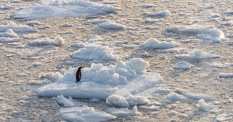 Einsamkeit - einzelner Eselspinguin steht allein und verlassen auf einer Eisscholle im Meer der Antarktis - obrazy, fototapety, plakaty