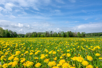 Obraz premium Dandelion field. Spring flowers landscape.