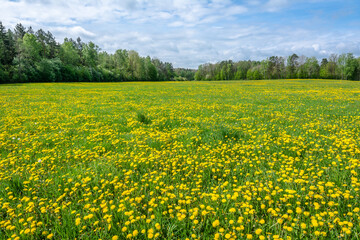Dandelion field. Spring flowers landscape.