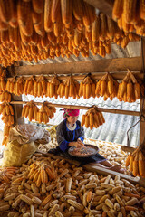 Hmong minority people working and smiling with labor achievements expressed happy, satisfied after date of harvest corn on a fall morning in Mu Cang Chai town, Yen Bai, Vietnam