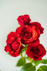 Obraz premium red rose in the vase