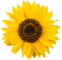sunflower flower on an isolated white background