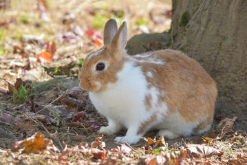 秋の木陰のうさぎ