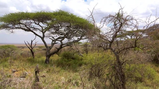 Overview of the landscape in the Serengeti, Tanzania