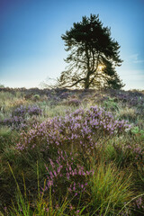 Purple heather and trees at foggy sunset