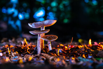 Mushroom on the forest floor in the autumn season in a colorful  scene