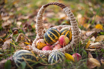 a wicker basket with pumpkins and apples stands on autumn foliage