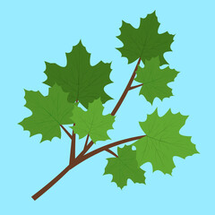 maple branch on blue background