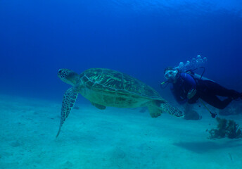a green turtle and a diver in the caribbean sea