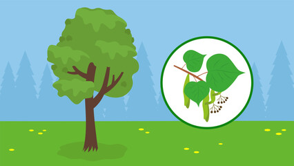 linden on the background of nature