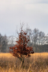 A tree with multicolored leaves in the park. Autumn feeling, background, texture, nature