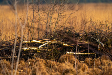 A pile of birch tree branches in the fall, lying in the golden reeds. multicolored leaves in the park. National park, Autumn feeling, background, texture, nature, no people. selective focus
